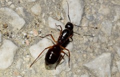 Camponotus sanctus