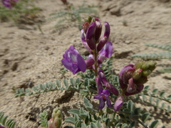 Astragalus camptopus