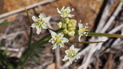 Toxicoscordion venenosum venenosum