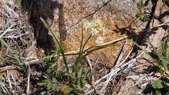 Toxicoscordion venenosum venenosum