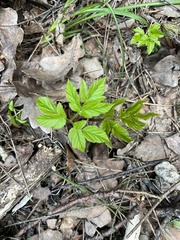 Aegopodium podagraria