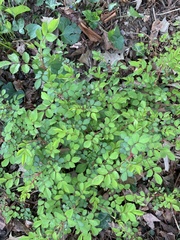 Rosa multiflora