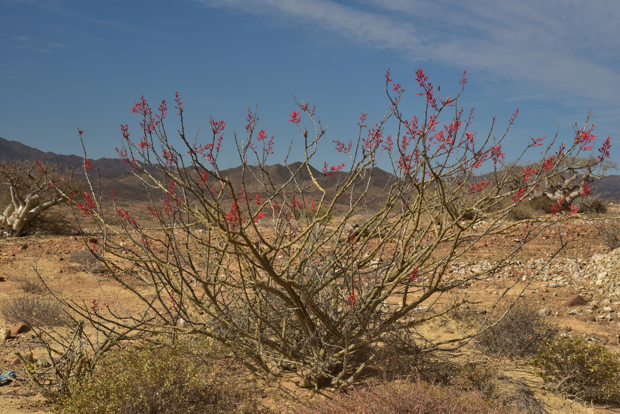 Fouquieria diguetii