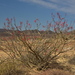 Fouquieria diguetii - Photo (c) Jeff Bisbee,  זכויות יוצרים חלקיות (CC BY-NC), הועלה על ידי Jeff Bisbee
