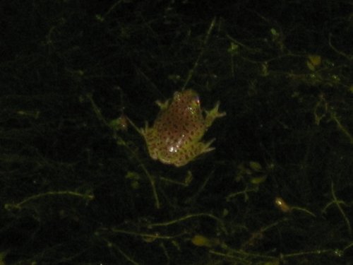 Dryophytes gratiosus