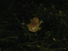 Hyla gratiosa