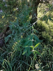 Chamaecytisus prolifer