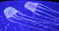 Carybdea murrayana