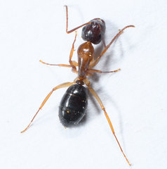 Camponotus clarithorax