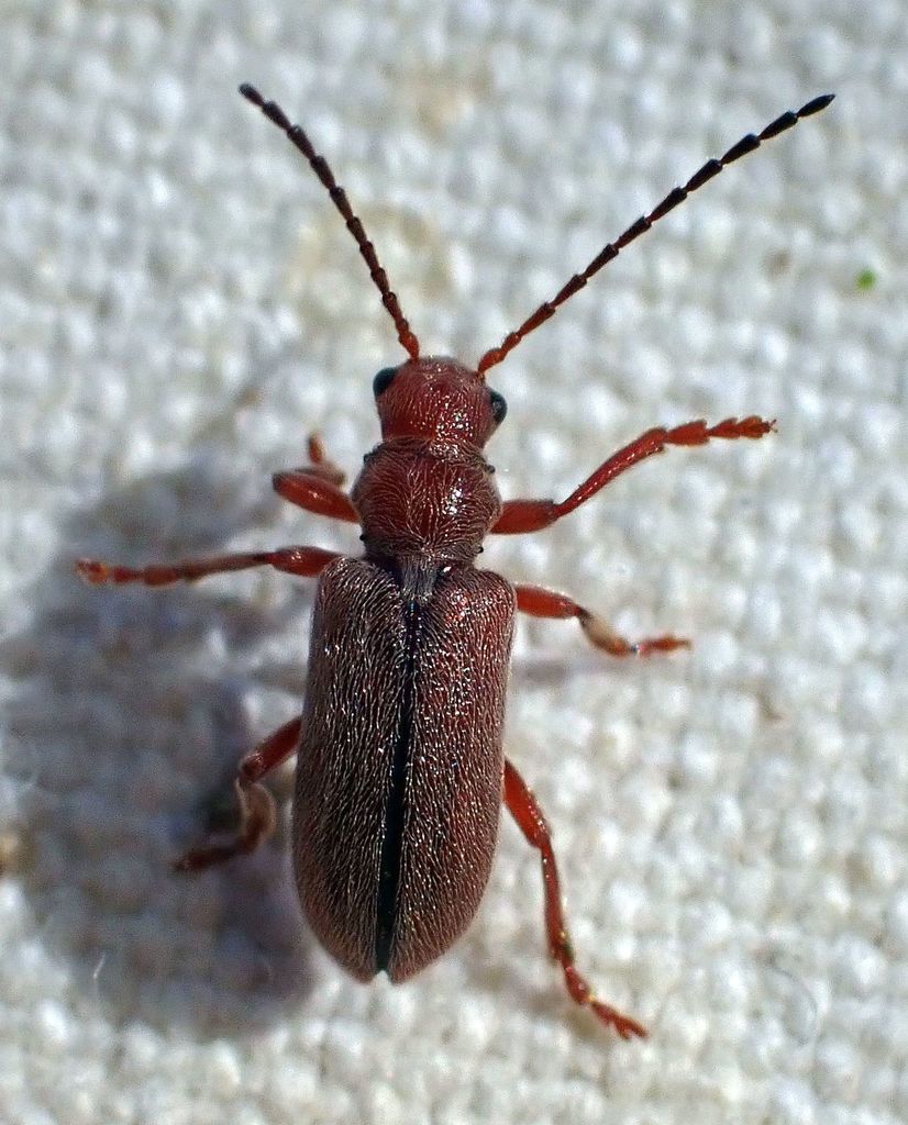 Thricolema