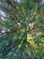 Chamaecytisus prolifer