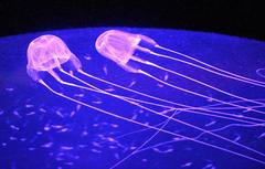Carybdea murrayana