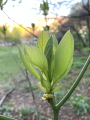 Sassafras albidum