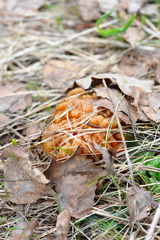Gyromitra gigas