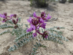 Astragalus camptopus