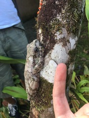 Itapotihyla langsdorffii