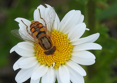Parhelophilus