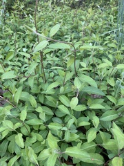 Magnoliopsida