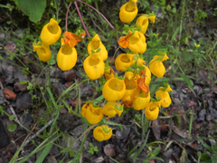 Calceolaria corymbosa mimuloides