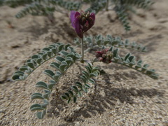 Astragalus camptopus