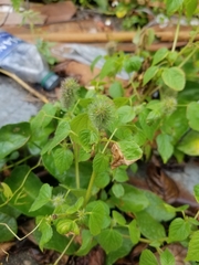 Acalypha alopecuroidea