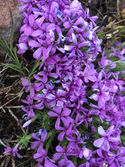 Phlox douglasii