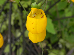 Calceolaria corymbosa mimuloides