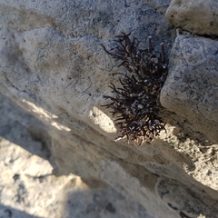 Roccella canariensis