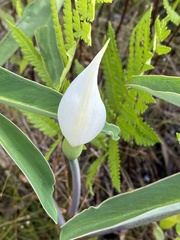 Peltandra sagittifolia
