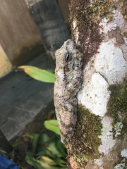 Itapotihyla langsdorffii