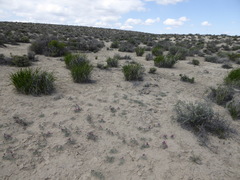 Astragalus camptopus
