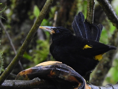 Mountain Cacique (Cacicus chrysonotus), photo 10