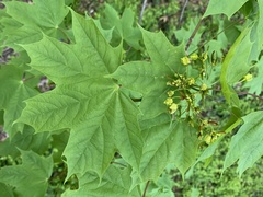 Acer saccharum