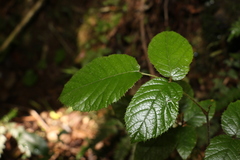 Rubus moorei
