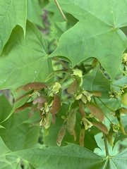 Acer saccharum