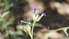 Allophyllum gilioides gilioides