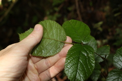 Rubus moorei