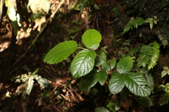 Rubus moorei