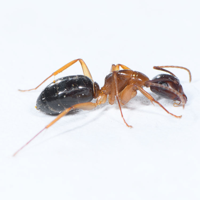 Camponotus clarithorax
