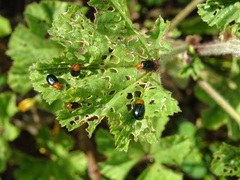 Podagrica fuscicornis