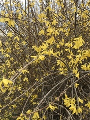 Forsythia