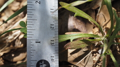 Allophyllum gilioides gilioides