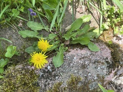 Taraxacum officinale