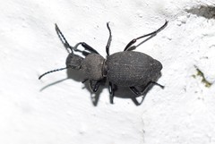 Cephalostenus orbicollis