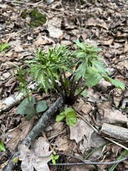 Ranunculus cassubicus