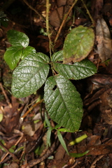 Rubus moorei