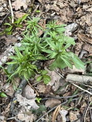Ranunculus cassubicus
