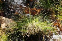 Isolepis digitata