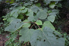 Urera caracasana