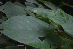Urera caracasana